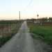Imbocchiamo sulla sinistra strada Torre del Diavolo, un viottolo che costeggia orti di cicorie e cavoli...
